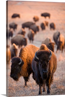 Wild American bison roam on a game preserve in Kansas