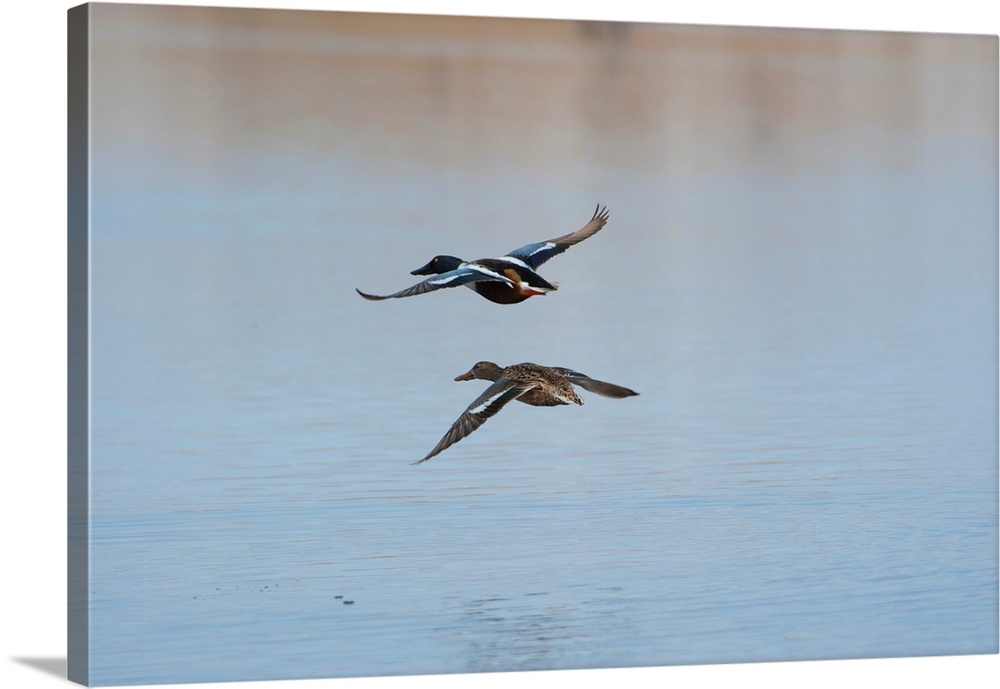 Wild birds prepare to land on a lake in the Nebraska sandhills.