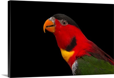 Yellow bibbed lory, Lorius chlorocercus, from a private collection