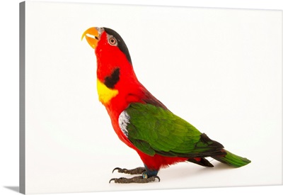 Yellow bibbed lory, Lorius chlorocercus, from a private collection