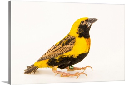 Yellow crowned bishop, Euplectes afer afer, from a private collection