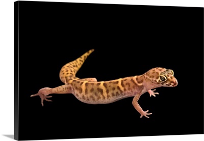 Yucatan Banded Gecko, Coleonyx Elegans, At The Arizona Sonora Desert Museum