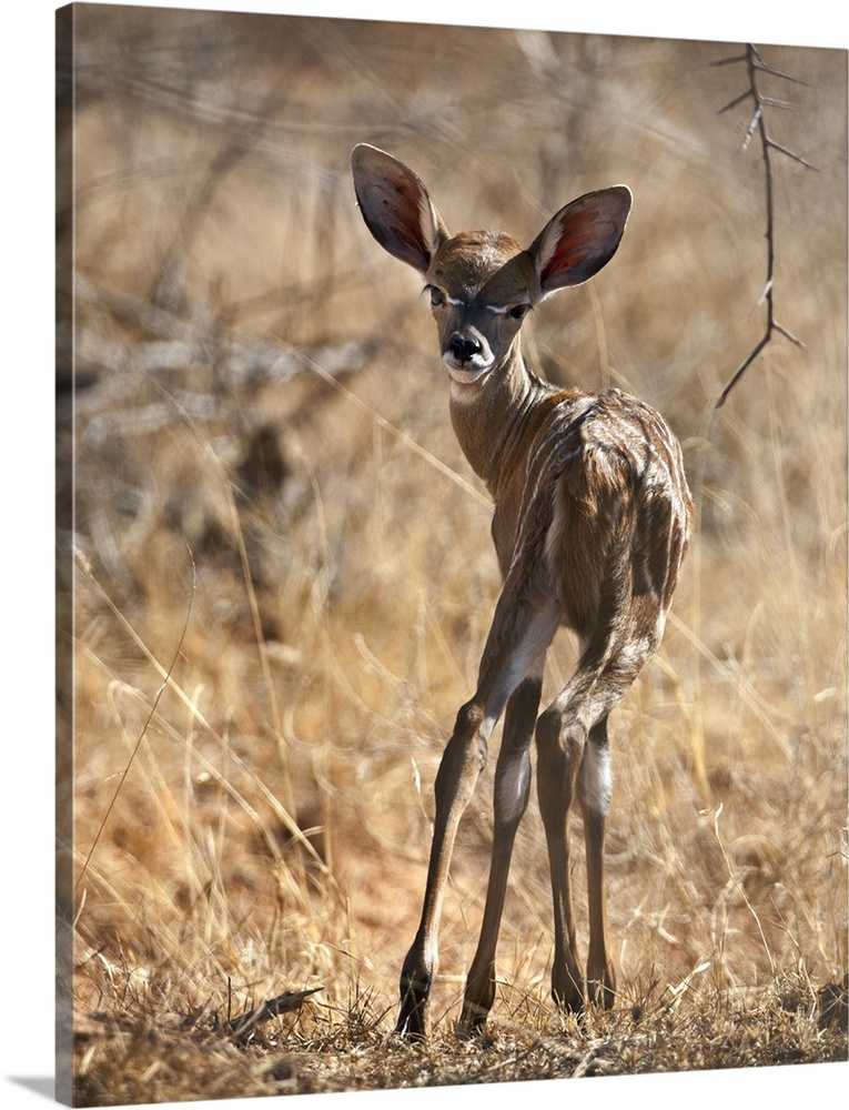 A baby Lesser Kudu in Tsavo East National Park.