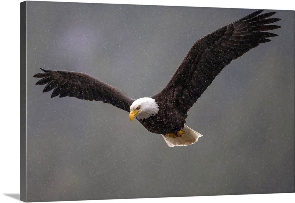 A bald eagle in the rain checks out the water below in the Khutzeymateen Grizzly Bear Sanctuary