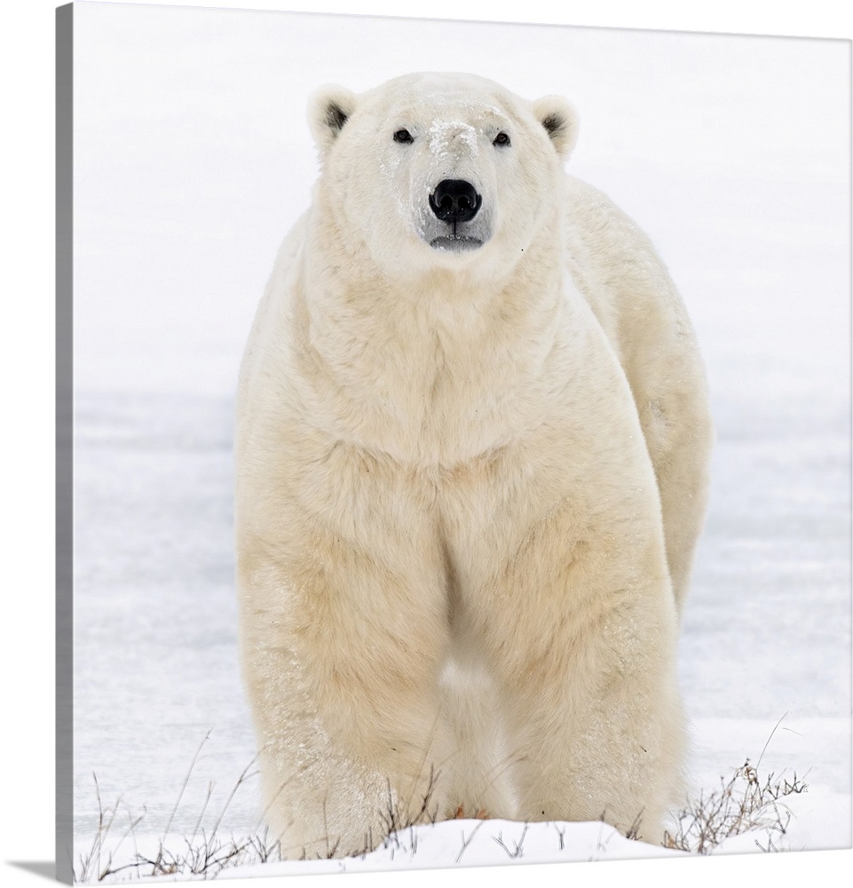 A Big Male Polar Bear Looks Directly Ahead In The Snow In Churchill, Manitoba, Canada
