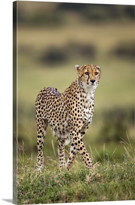 A cheetah in search of its prey on the plains of Masai Mara National Reserve