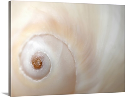 A close up of a shell