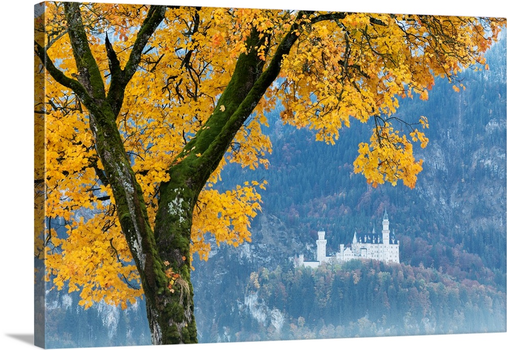 A colorful tree frames the Neuschwanstein Castle surrounded by woods Fussen Bavaria Germany Europe