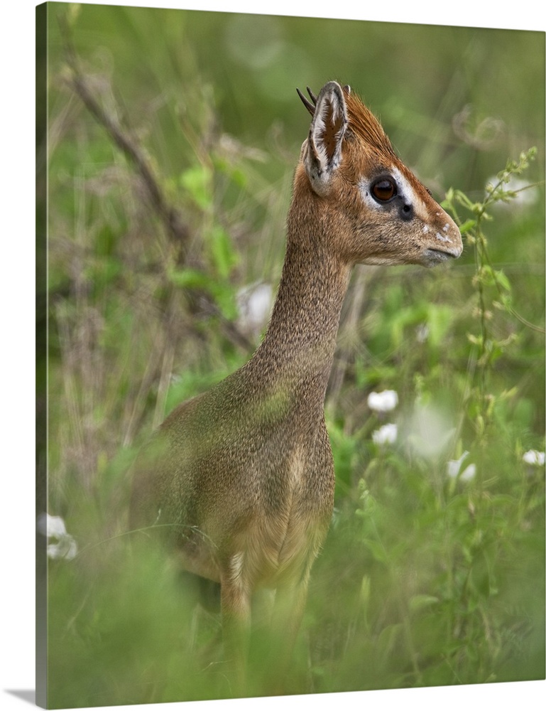 A diminutive Kirk's dikdik in Kenya's Tsavo West National Park.