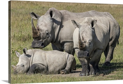 A family of White Rhinos at Lake Nakuru, Kenya