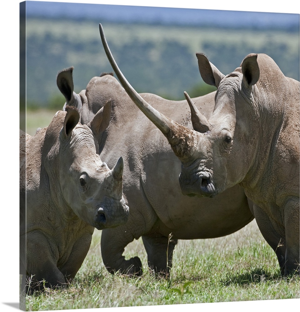 A family of White Rhinos, the female with a massive horn. Mweiga, Solio, Kenya.