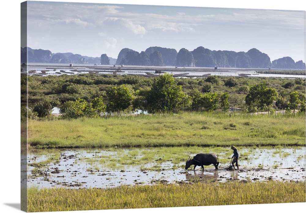 A farmer ploughs a paddy field using a water buffalo, Halong Bay, Ha Long Bay, Quang Ninh Province, Vietnam