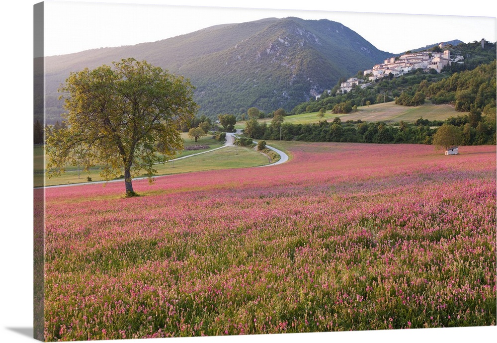 Italy, Umbria, Campi. A field of sainfoin outside the small and ancient village of Campi, near Norcia, bathed in evening l...