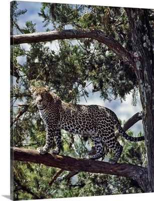 A fine leopard in the cedar forests near Maralal