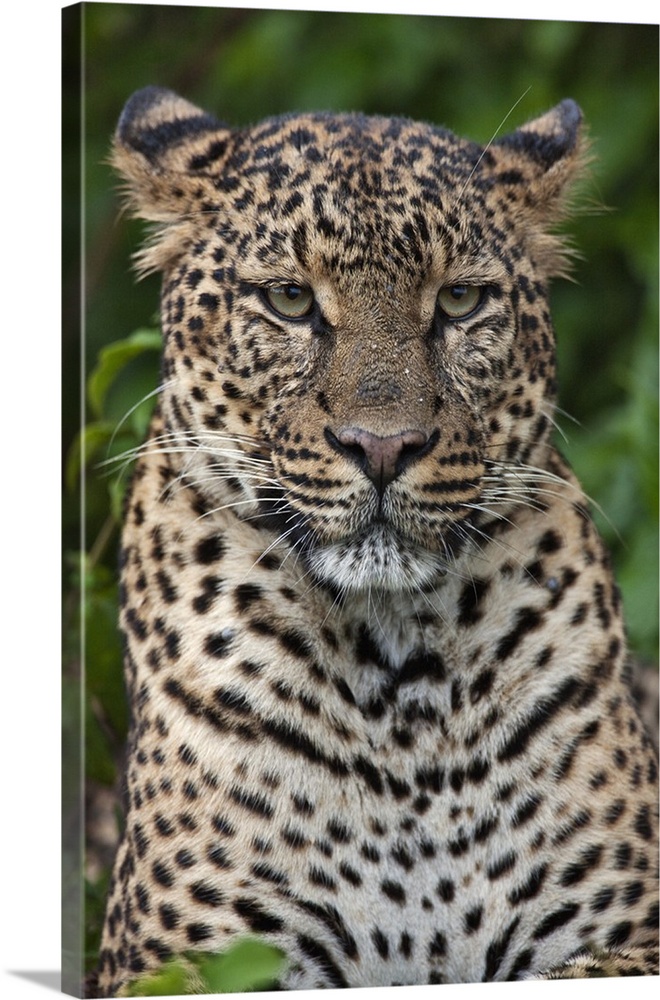 A fine leopard oblivious to light rain in the Salient of the Aberdare National Park.