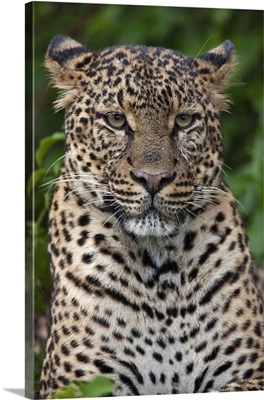 A fine leopard oblivious to light rain in the Salient of the Aberdare National Park