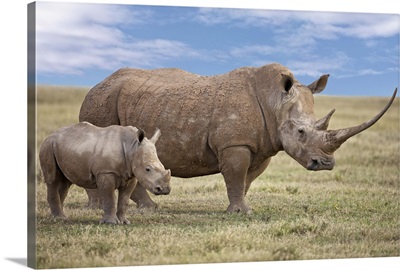 A fine White rhino mother and calf in Solio Game Ranch