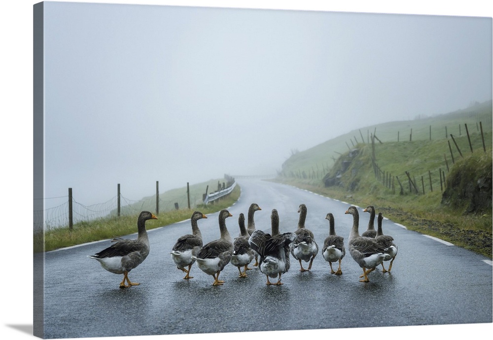 A gaggle of geese walking along a road close to the village of Bour. Island of Vagar. Faroe Islands.