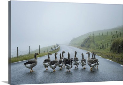 A Gaggle Of Geese Walking Along A Road, Village Of Bour, Island Of Vagar, Faroe Islands
