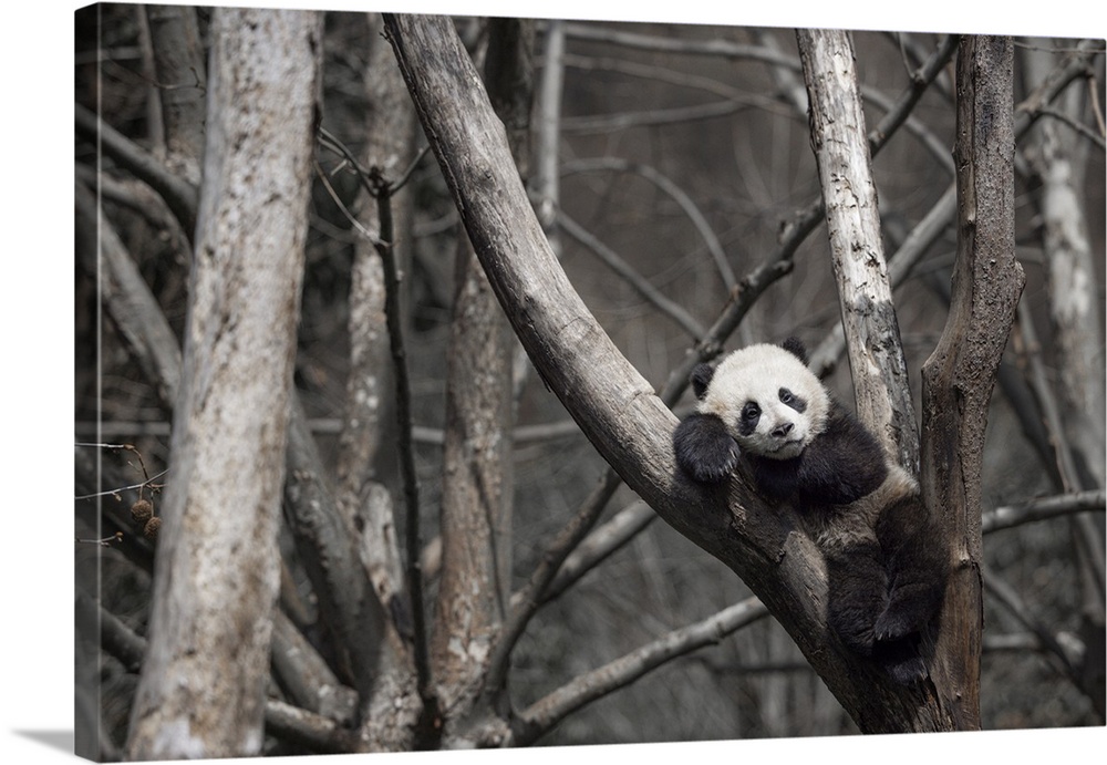 A Giant Panda In A Panda Center Near Wolong, Sichuan, China