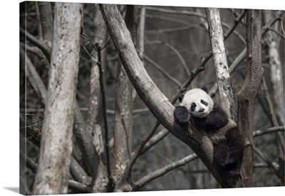 A Giant Panda In A Panda Center Near Wolong, Sichuan, China