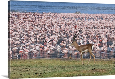 A grant's gazelle walks past flamingos along the shores of Lake Bogoria.