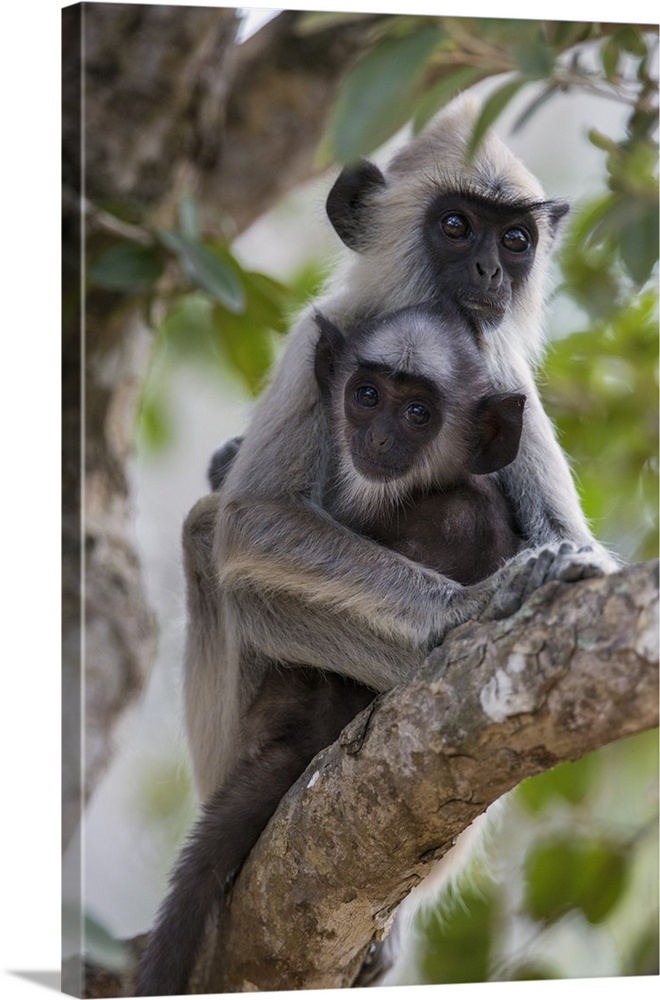 A Gray langur and young in Yala National Park. This large park and the adjoining nature reserve of dry woodland is one of ...