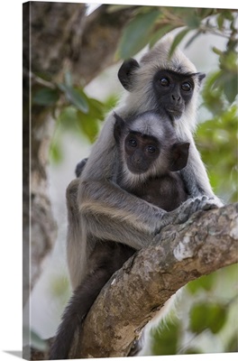 A Gray langur and young in Yala National Park
