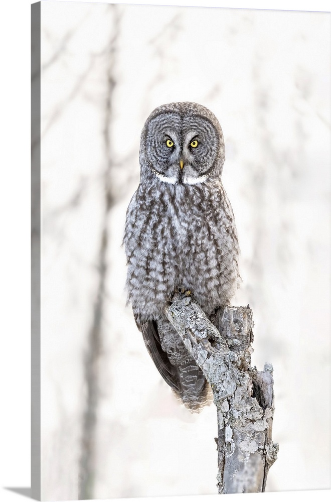 A Great Grey Owl Sitting In A Tree In The Winter In Quebec, Canada
