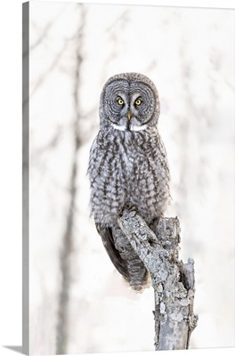A Great Grey Owl Sitting In A Tree In The Winter In Quebec, Canada