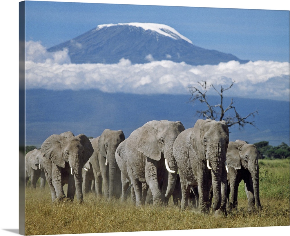 A herd of elephants with Mount Kilimanjaro in the background.