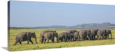 A herd of Indian elephants at Minneriya National Park, Sri Lanka