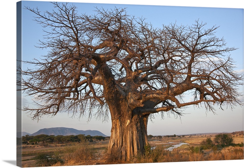 A large Baobab tree growing on the banks of the Great Ruaha River in Ruaha National Park. Elephant damage to the bark of i...