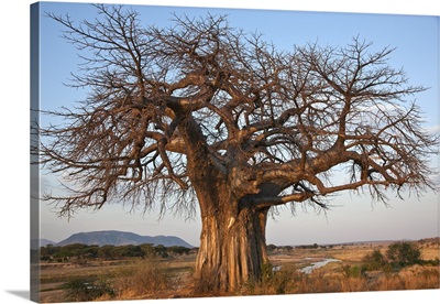 A large Baobab tree growing on the banks of the Great Ruaha River in Ruaha National Park
