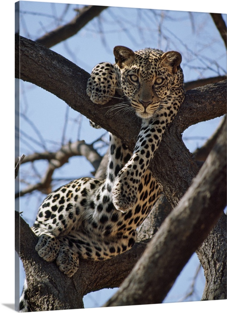 A leopard gazes intently from a comfortable perch in a tree in Samburu National Reserve.