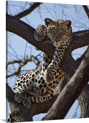 A leopard gazes intently from a comfortable perch in a tree in Samburu National Reserve