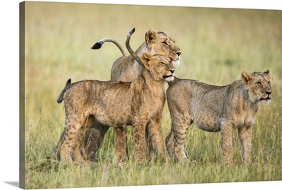 A lioness and her two sub-adult cubs on the plains of Masai Mara National Reserve, Kenya