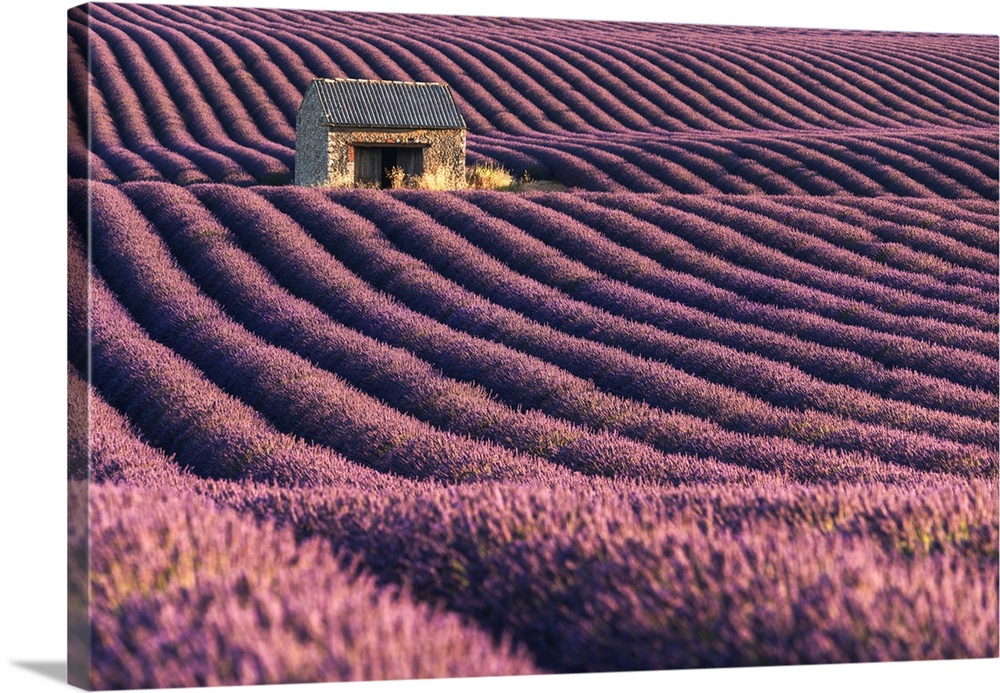 A lonely abandoned farmhouse in the middle of lavender's fields, Provence, France