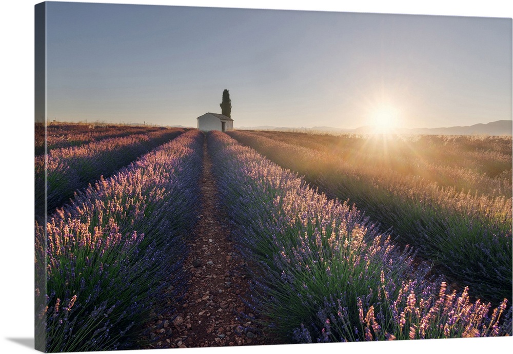 A lonely farmhouse in the middle of lavender's fields at sunrise, Provence, France