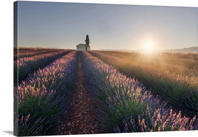 A Lonely Farmhouse In The Middle Of Lavender's Fields At Sunrise, Provence, France