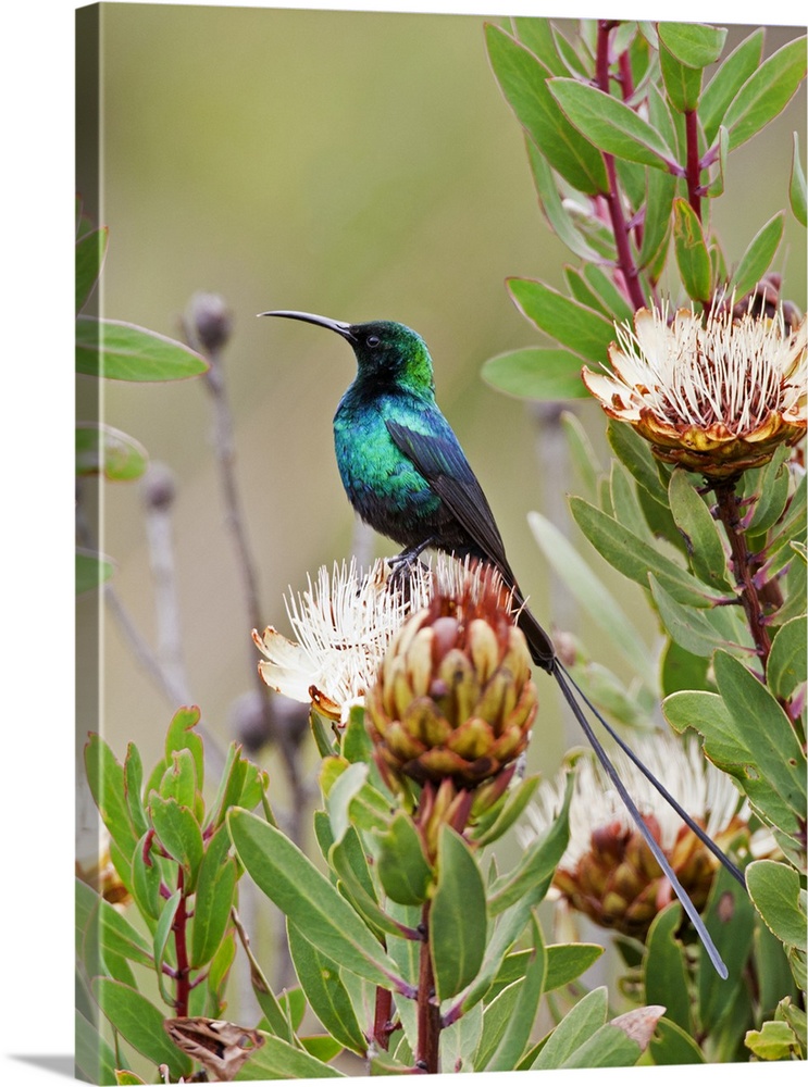 A Malachite Sunbird on a protea flower at 9,750 feet on the moorlands of Mount Kenya.