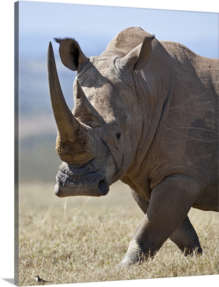 A male white rhino with fine horns looks towards a grassland pipit as it strides across an open plain.