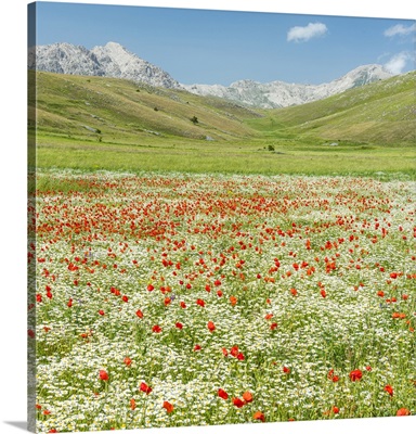A Meadow With Wildflowers In The National Park Of Gran Sasso, The Abruzzi, Italy