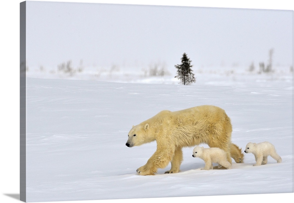 A momma bear with her two tiny cubs run on the frozen tundra in Wapusk National Park, Manitoba Canada