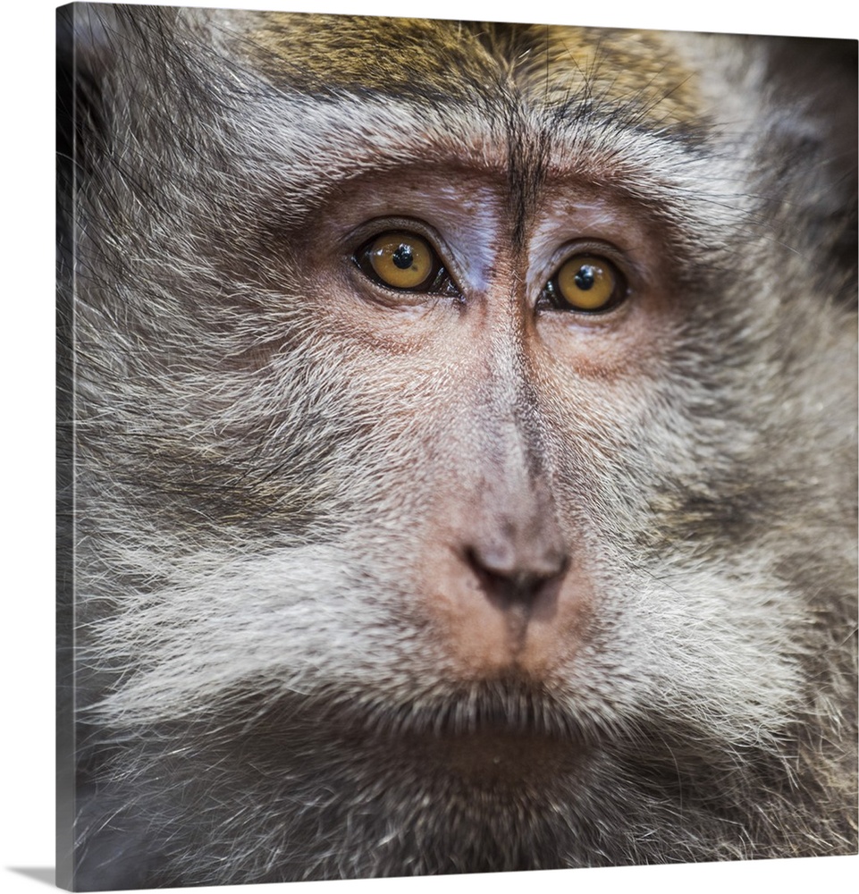 Ubud, Bali, Indonesia, South East Asia. A monkey at the Sacred Monkey Forest Sanctuary of Ubud.