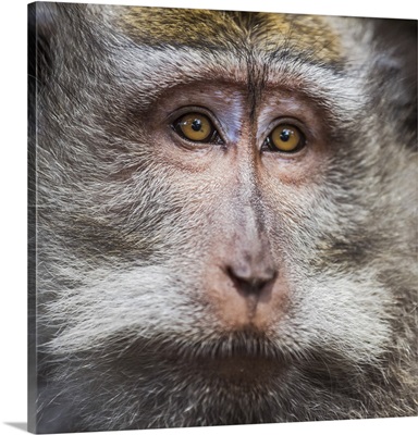A monkey at the Sacred Monkey Forest Sanctuary of Ubud