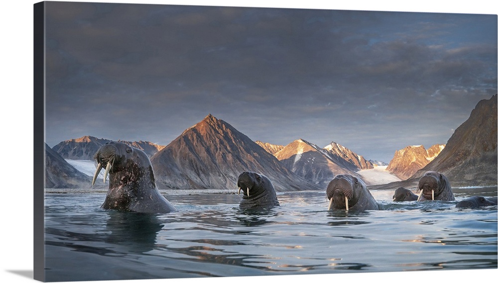 A pack of Walrus (Odobenus rosmarus) depicted in Northern Spitsbergen, Svalbard Islands. Svalbard, Western Europe, Norway.