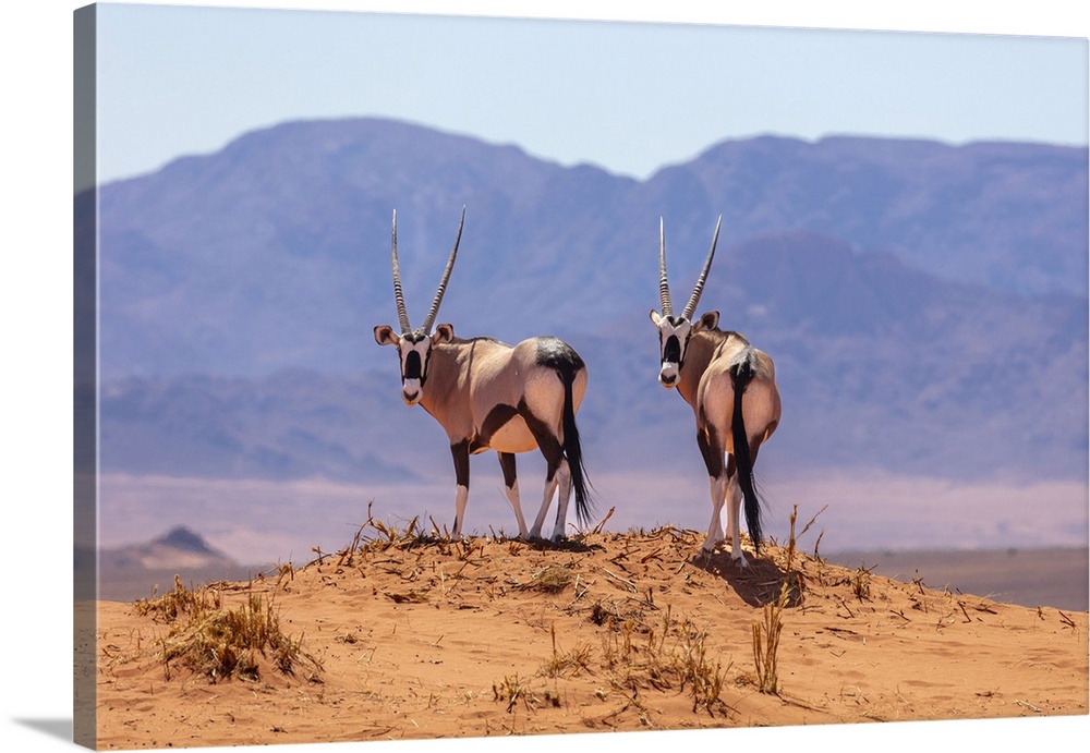 A Pair Of Oryx, Wolwedans, Namibrand Nature Reserve, Namibia, Africa