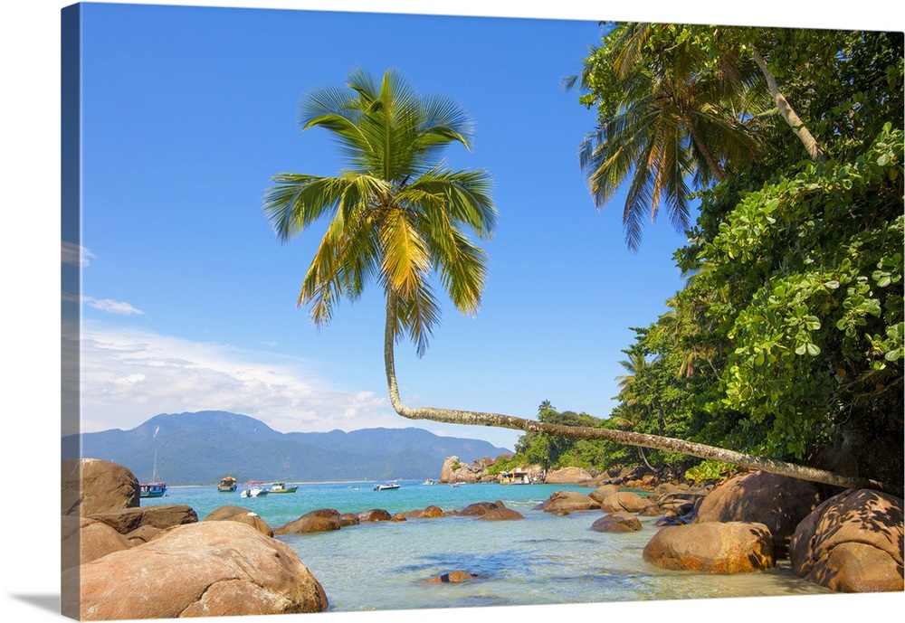 A palm tree on Aventureiro beach, Ilha Grande, Angra dos Reis, Rio de Janeiro, Brazil