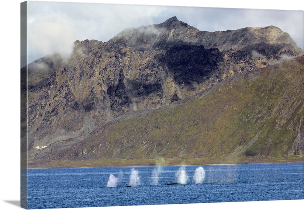 Norway, Arctic, Svalbard, Spitzbergen, East Spitzbergen. Storfjorden. A pod of Fin whales blowing water spouts off the eas...